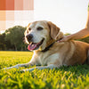 Why Is My Dog Not Losing Weight? Understanding Canine Obesity and Effective Weight Management