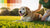 Why Is My Dog Not Losing Weight? Understanding Canine Obesity and Effective Weight Management