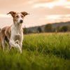Why Is My Dog Not Putting on Weight? Understanding Canine Weight Challenges