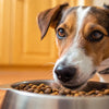 Why Is My Dog Nudging His Food Bowl? Understanding This Common Behavior