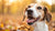 Why Is My Dog Only Eating Treats Not Food? Understanding The Reasons Behind This Common Behavior-140131827951