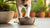 Why Is My Dog Pawing His Water Bowl? Insights and Solutions