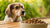 Why Is My Dog Refusing to Eat Dry Food? Understanding Your Pet's Eating Habits