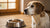 Why Is My Dog Refusing to Eat His Food? Understanding the Causes and Solutions