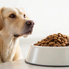 Why is My Dog Refusing to Eat Kibble? Understanding and Addressing Your Dog's Eating Habits