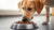 Why Is My Dog Refusing to Eat Raw Food? Understanding Your Pooch's Picky Eating Habits