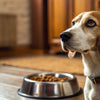 Why Is My Dog Reluctant to Eat His Food?