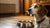 Why Is My Dog Reluctant to Eat His Food? Understanding and Addressing Your Dog's Appetite Concerns
