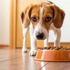 Why Is My Dog Scared of Her Food Bowl?