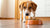 Why Is My Dog Scared of Her Food Bowl? Understanding and Overcoming Bowl Aversion