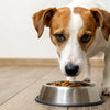 Why Is My Dog Scared of His Food Bowl?