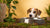 Why Is My Dog Scared of His Water Bowl? Understanding and Overcoming This Common Fear-140792135919