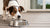 Why Is My Dog Suddenly Afraid of the Water Bowl? Understanding and Addressing Your Pet's Fear-140795248879