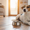 Why Is My Dog Suddenly Not Eating His Food? Understanding the Causes and Solutions