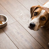 Why Is My Dog Throwing Up Food After Eating? Understanding Causes and Solutions