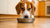 Why Is My Dog Tipping Over Water Bowl? Understanding and Solutions for Pet Owners-140795019503