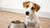 Why Is My Dog Whining at His Food Bowl?