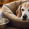 Why Is My Old Dog Not Eating His Food Anymore?