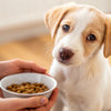 Why Is My Puppy Not Eating His Dog Food? A Comprehensive Guide for Pet Owners