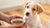 Why Is My Puppy Not Eating His Dog Food? A Comprehensive Guide for Pet Owners