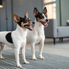 Why Is My Puppy Not Eating His Kibble? Understanding the Reasons and Solutions