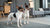 Why Is My Puppy Not Eating His Kibble? Understanding the Reasons and Solutions