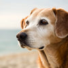 Why Is Senior Dog Food Different? Understanding the Nutritional Needs of Aging Dogs