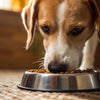 Why Isn’t My Dog Eating All of His Food? Understanding Common Causes and Solutions