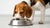 Why Isn’t My Dog Eating Dry Food? Understanding the Reasons and Solutions