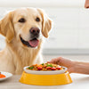 Why Isn’t My Dog Eating His Food But Eats Treats? A Comprehensive Guide for Pet Owners