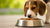 Why Isn’t My Dog Eating His Food? Understanding the Causes and Solutions-140303368431