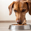 Why Isn’t My Dog Eating His Kibble? Understanding and Addressing Feeding Challenges