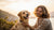 Why Isn’t My Dog Gaining Weight? Understanding and Addressing Your Dog's Weight Concerns