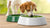 Why Keeping Algae Out of Your Dog's Water Bowl Matters and How to Do It-140794527983