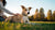 Why My Dog Is Not Gaining Weight: Understanding the Causes and Solutions