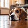 Why My Dog Stopped Eating His Food: Understanding the Causes and Solutions