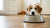Why My Dog Won’t Eat His Food: Understanding and Addressing the Issue-140853510383