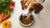 Why My Dog Won't Eat Kibble: Understanding and Solving the Picky Eating Problem
