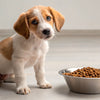 Why My Puppy Won't Eat Dog Food: Understanding Picky Eaters