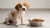 Why My Puppy Won't Eat Dog Food: Understanding Picky Eaters
