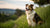 Why Should Dogs Eat Grain-Free: Understanding the Debate