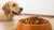 Why Should Dogs Not Eat Grain-Free Food? Understanding the Dangers of Grain-Free Diets for Our Furry Friends