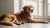 Why Should Dogs Not Eat Human Food? Understanding the Risks and Caring for Our Pets