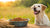 Why Use Grain-Free Dog Food? Understanding the Pros and Cons
