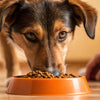 Why Will Dogs Eventually Eat Their Food? Understanding Canine Eating Patterns
