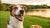 Why Will My Dog Eat Treats But Not Food? Understanding the Canine Appetite Dilemma-140405440751