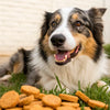 Why Will My Dog Eat Treats But Not His Food? Understanding the Picky Palate