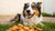 Why Will My Dog Eat Treats But Not His Food? Understanding the Picky Palate