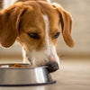 Why Will My Dog Not Eat Dry Food? Understanding the Causes and Solutions