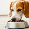 Why Will My Dog Only Eat Cat Food? Understanding the Phenomenon